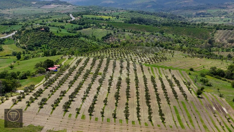 Bergama İvrinde Yolu Üstünde 10 Dönüm Kiralık Arazi — fotoğraf 11