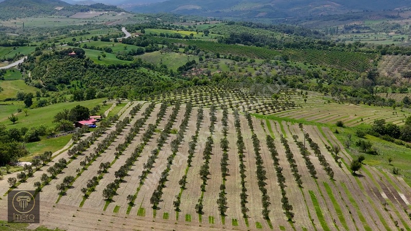 Bergama İvrinde Yolu Üstünde 10 Dönüm Kiralık Arazi — fotoğraf 12