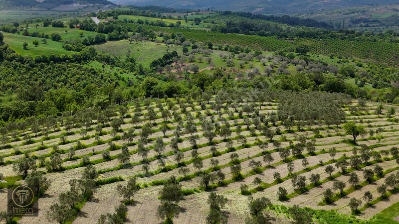 Bergama İvrinde Yolu Üstünde 10 Dönüm Kiralık Arazi — fotoğraf 13