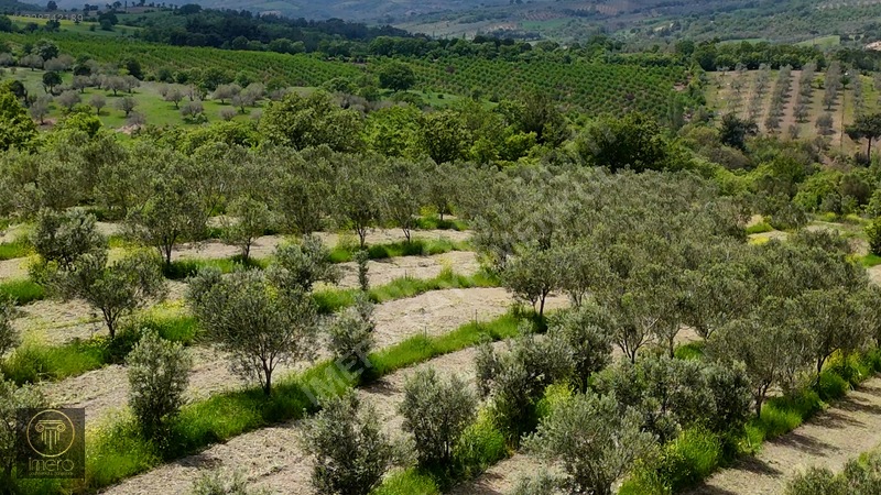 Bergama İvrinde Yolu Üstünde 10 Dönüm Kiralık Arazi — fotoğraf 16