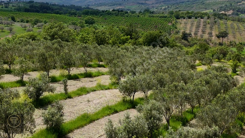 Bergama İvrinde Yolu Üstünde 10 Dönüm Kiralık Arazi — fotoğraf 17