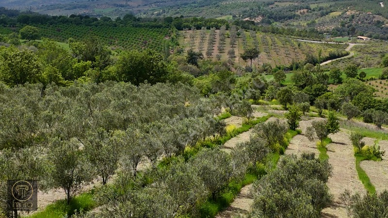 Bergama İvrinde Yolu Üstünde 10 Dönüm Kiralık Arazi — fotoğraf 18