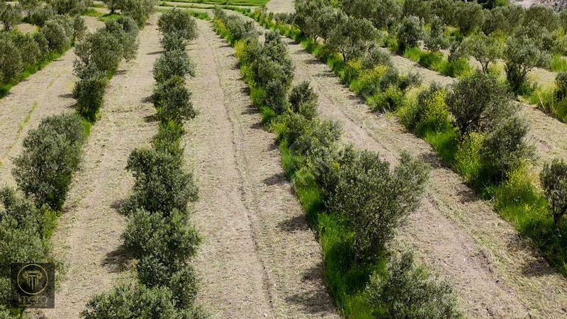 Bergama İvrinde Yolu Üstünde 10 Dönüm Kiralık Arazi — fotoğraf 20