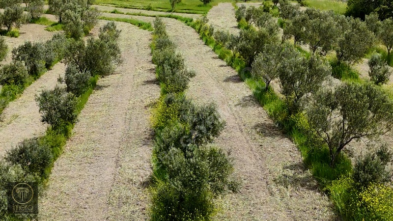 Bergama İvrinde Yolu Üstünde 10 Dönüm Kiralık Arazi — fotoğraf 21