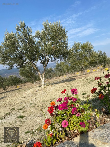 Bergama İvrinde Yolu Üstünde 10 Dönüm Kiralık Arazi — fotoğraf 27