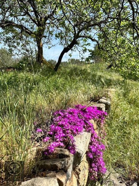 Bergama İvrinde Yolu Üstünde 10 Dönüm Kiralık Arazi — fotoğraf 30