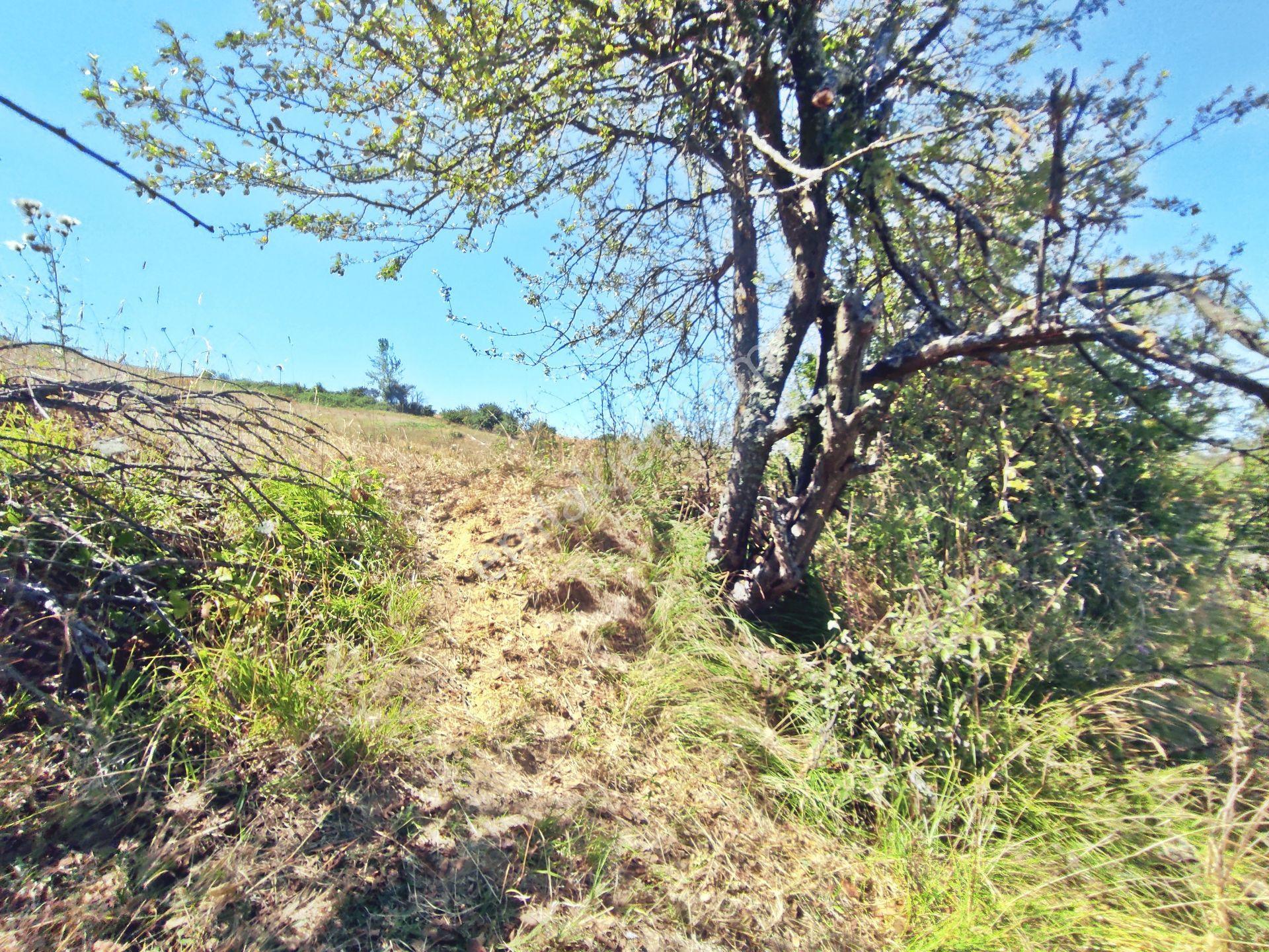 Yenişehir Kirazlı Yayala Da Doğa Manzaralı - 2590 -m2- Tarla — fotoğraf 14