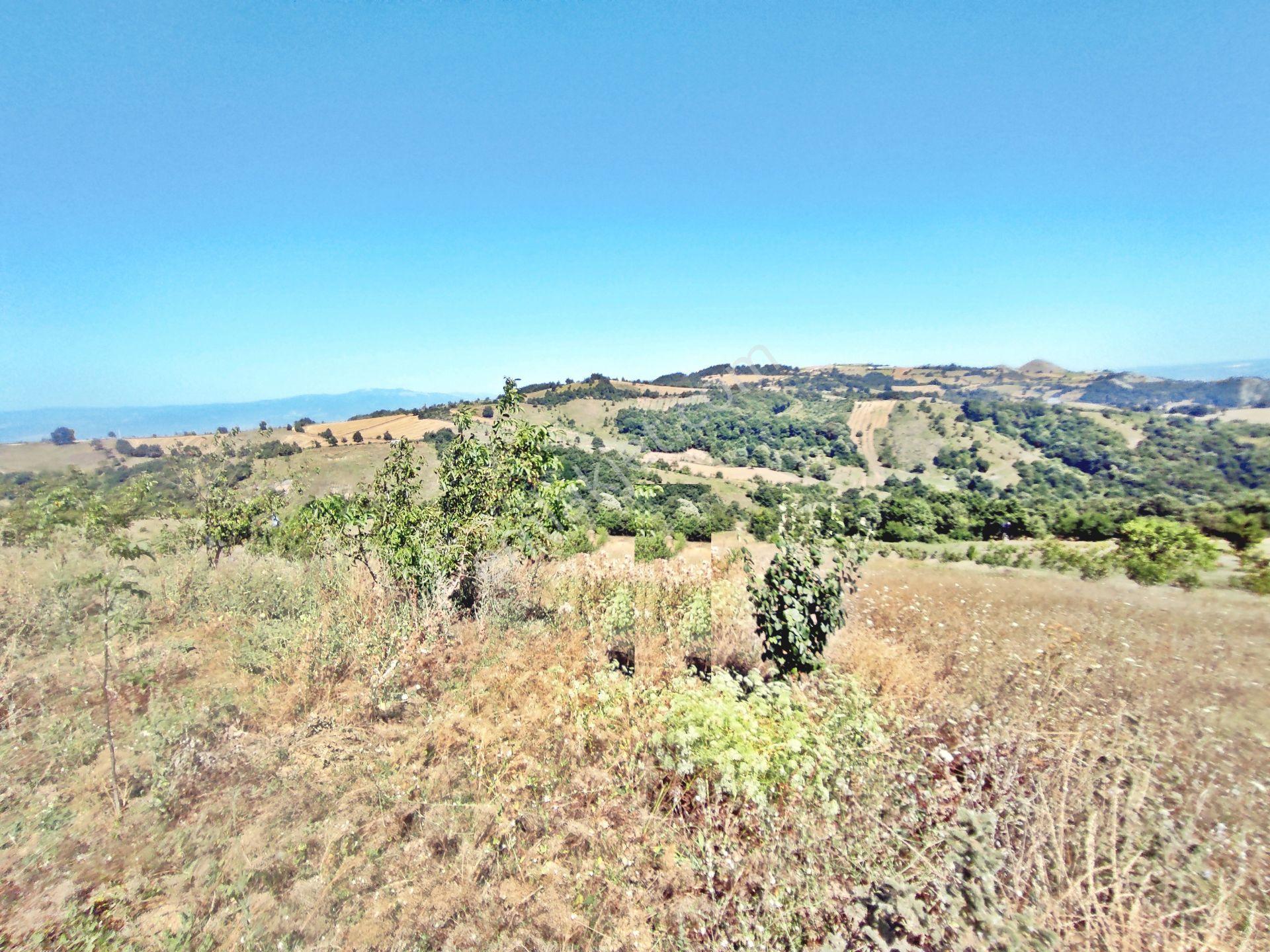 Yenişehir Kirazlı Yayala Da Doğa Manzaralı - 2590 -m2- Tarla — fotoğraf 23
