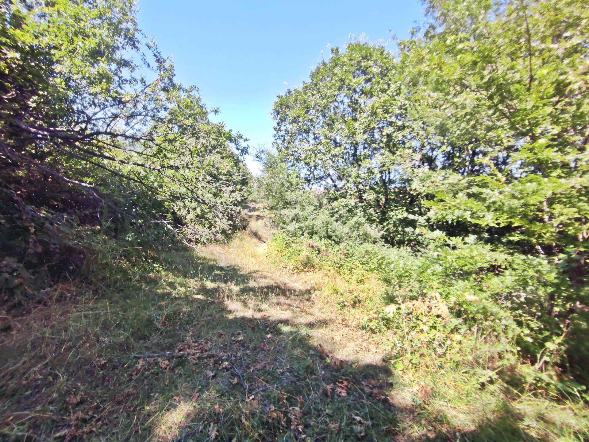 Yenişehir Kirazlı Yayala Da Doğa Manzaralı - 2590 -m2- Tarla — fotoğraf 25
