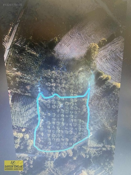 Amasya Sevıncer De Satılık Meyve Fidanlı Tarla 2900 Mk.