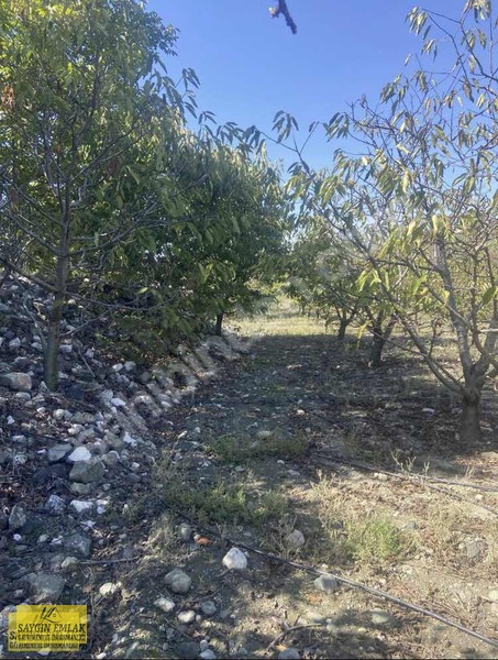 Amasya Sevıncer De Satılık Meyve Fidanlı Tarla 2900 Mk. — fotoğraf 10