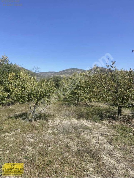 Amasya Sevıncer De Satılık Meyve Fidanlı Tarla 2900 Mk. — fotoğraf 12