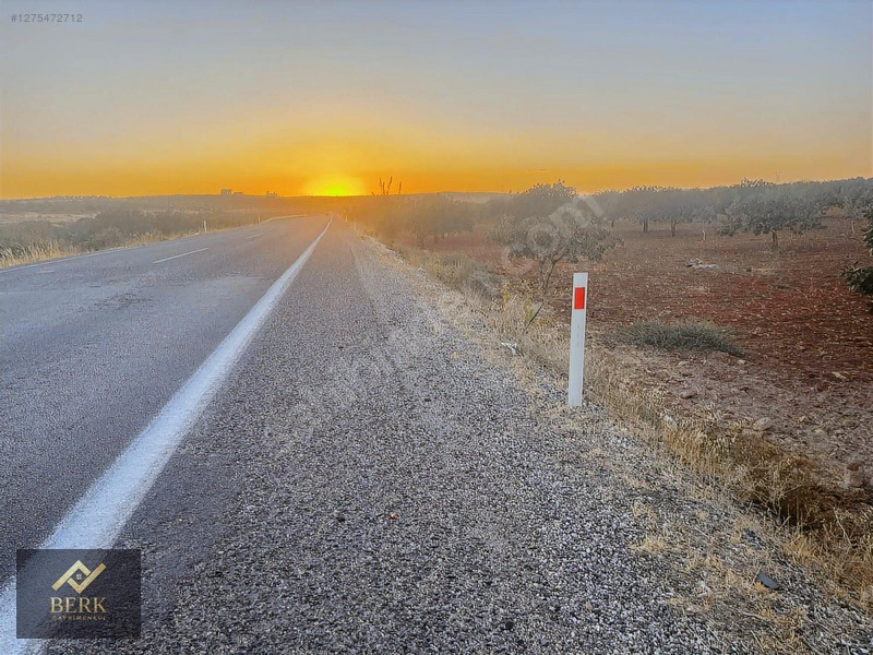 Asfalt Üzerinde Fıstık Bahçesi — fotoğraf 2