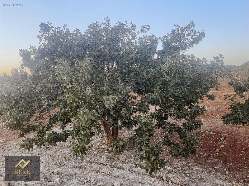 Asfalt Üzerinde Fıstık Bahçesi — fotoğraf 3