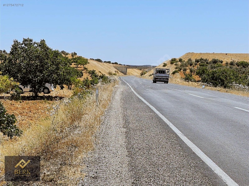 Asfalt Üzerinde Fıstık Bahçesi — fotoğraf 5