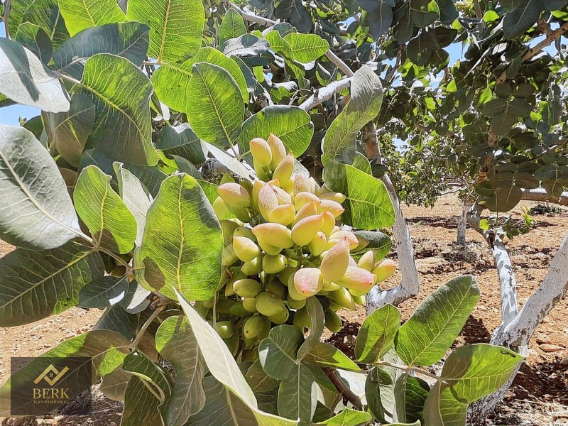 Asfalt Üzerinde Fıstık Bahçesi — fotoğraf 9