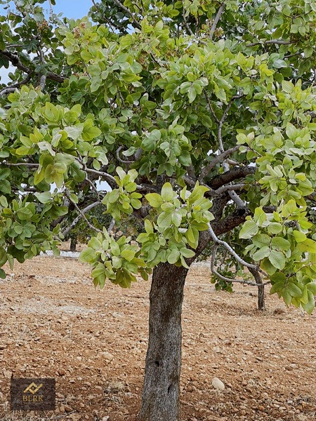 Asfalt Üzerinde Fıstık Bahçesi — fotoğraf 11