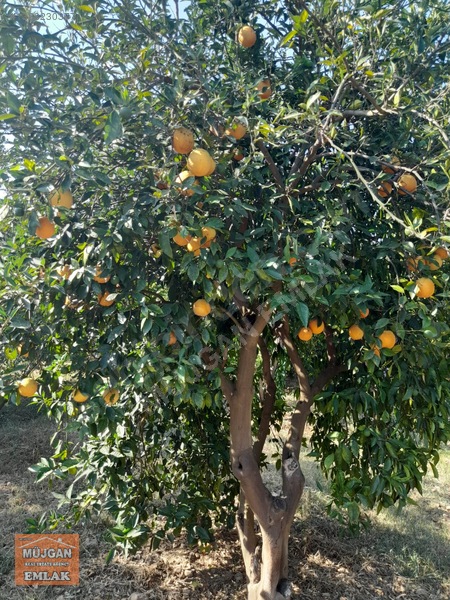 Köyceğiz Yangı Mah. Satılık 3206 M2 Tarla