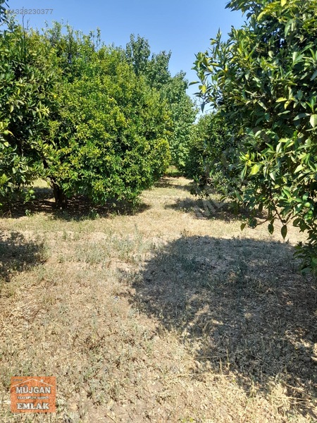 Köyceğiz Yangı Mah. Satılık 3206 M2 Tarla — fotoğraf 6