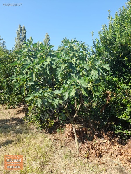 Köyceğiz Yangı Mah. Satılık 3206 M2 Tarla — fotoğraf 9