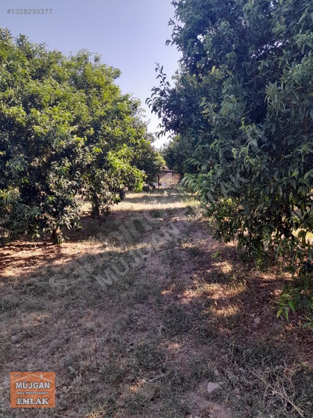Köyceğiz Yangı Mah. Satılık 3206 M2 Tarla — fotoğraf 14