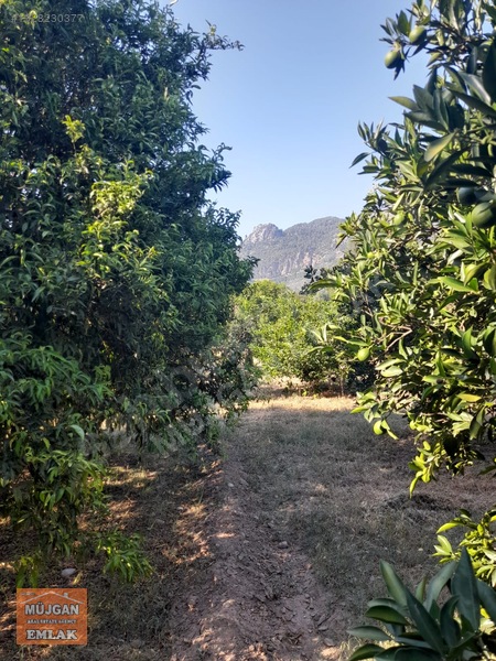 Köyceğiz Yangı Mah. Satılık 3206 M2 Tarla — fotoğraf 15