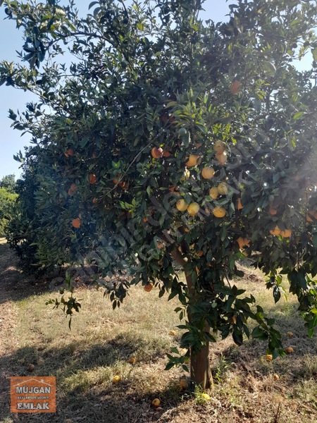 Köyceğiz Yangı Mah. Satılık 3206 M2 Tarla — fotoğraf 18