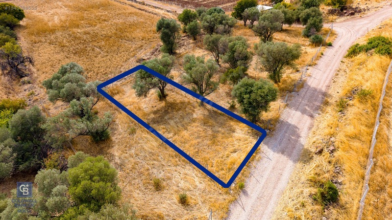 Foça Yenibağarası'nda Satılık Yatırıma Uygun Zeytinli Tarla