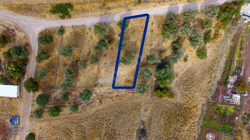 Foça Yenibağarası'nda Satılık Yatırıma Uygun Zeytinli Tarla — fotoğraf 2
