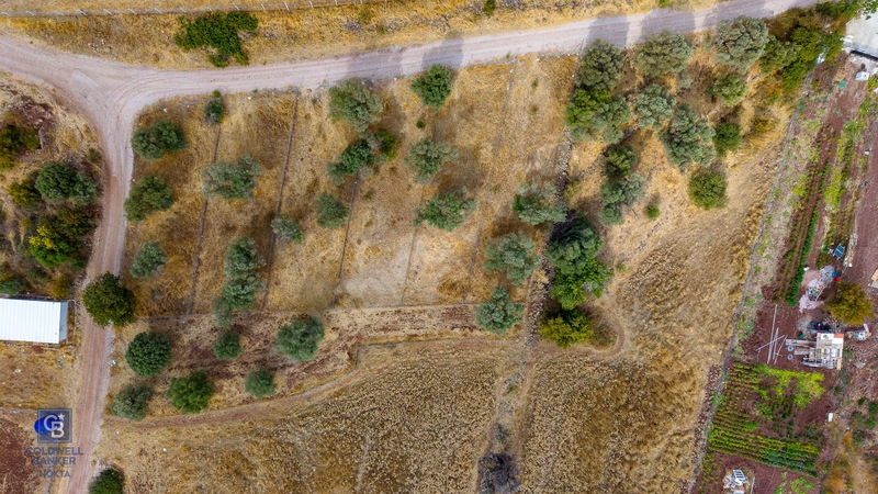 Foça Yenibağarası'nda Satılık Yatırıma Uygun Zeytinli Tarla — fotoğraf 3