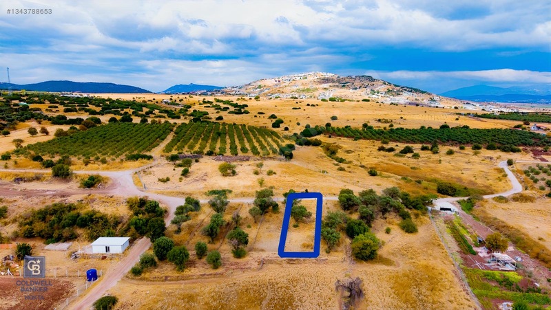 Foça Yenibağarası'nda Satılık Yatırıma Uygun Zeytinli Tarla — fotoğraf 4
