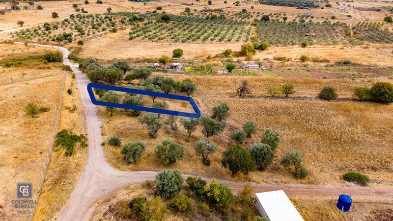 Foça Yenibağarası'nda Satılık Yatırıma Uygun Zeytinli Tarla — fotoğraf 8