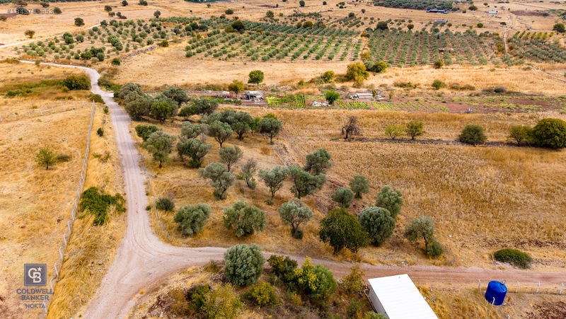 Foça Yenibağarası'nda Satılık Yatırıma Uygun Zeytinli Tarla — fotoğraf 9