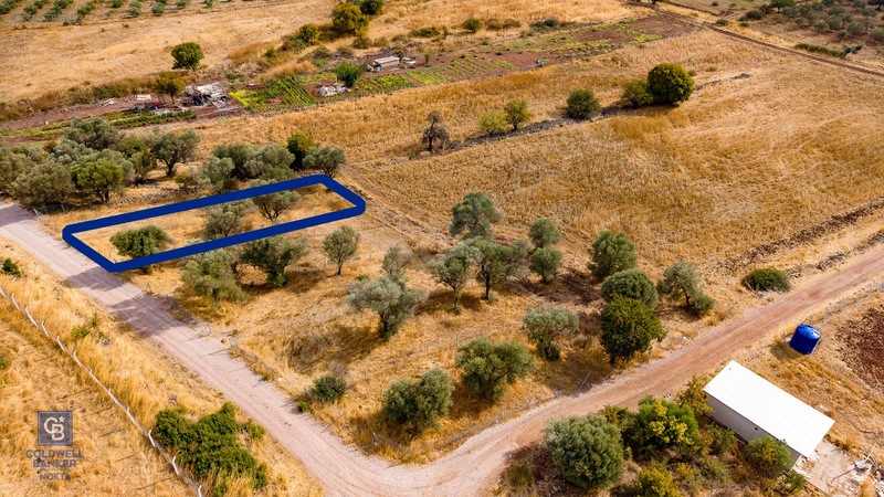 Foça Yenibağarası'nda Satılık Yatırıma Uygun Zeytinli Tarla — fotoğraf 12