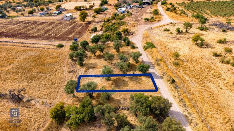 Foça Yenibağarası'nda Satılık Yatırıma Uygun Zeytinli Tarla — fotoğraf 17