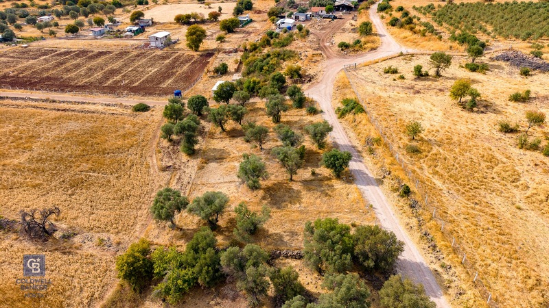 Foça Yenibağarası'nda Satılık Yatırıma Uygun Zeytinli Tarla — fotoğraf 18