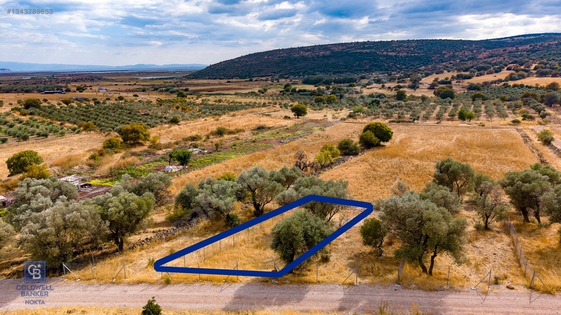Foça Yenibağarası'nda Satılık Yatırıma Uygun Zeytinli Tarla — fotoğraf 21