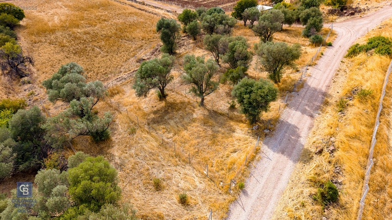 Foça Yenibağarası'nda Satılık Yatırıma Uygun Zeytinli Tarla — fotoğraf 25