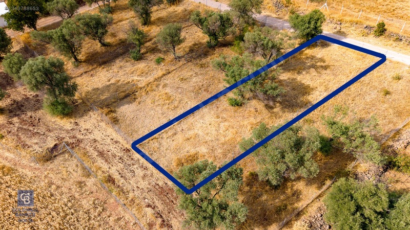 Foça Yenibağarası'nda Satılık Yatırıma Uygun Zeytinli Tarla — fotoğraf 26