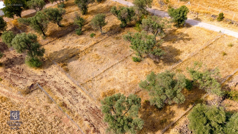 Foça Yenibağarası'nda Satılık Yatırıma Uygun Zeytinli Tarla — fotoğraf 27