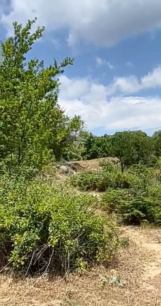 Balıkesir Burhaniye Avunduk Bölgesinde Satılık Yayla Bahçesi — fotoğraf 6