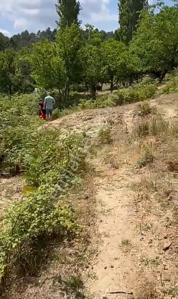 Balıkesir Burhaniye Avunduk Bölgesinde Satılık Yayla Bahçesi — fotoğraf 7