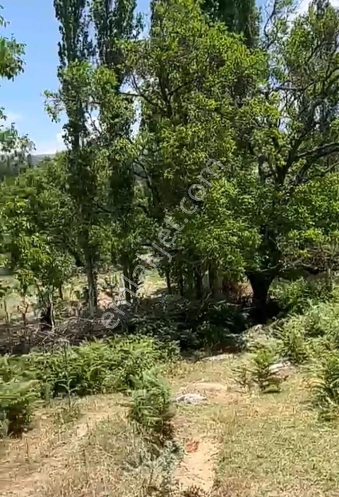Balıkesir Burhaniye Avunduk Bölgesinde Satılık Yayla Bahçesi — fotoğraf 8