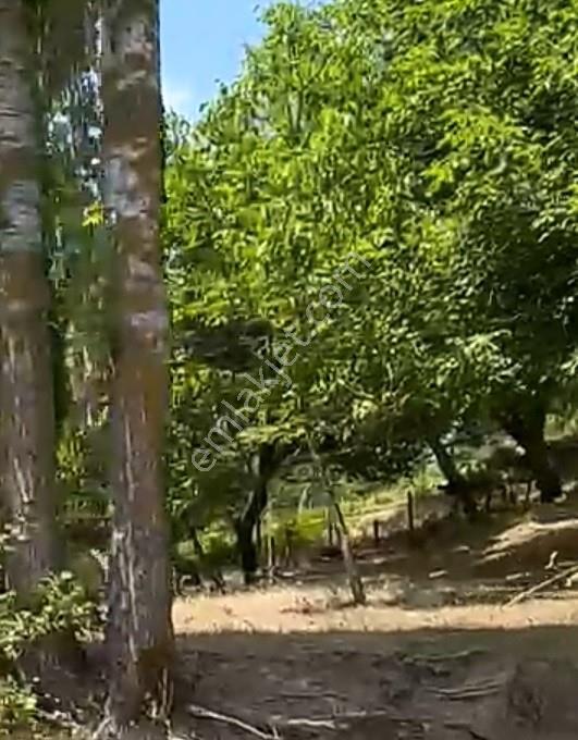 Balıkesir Burhaniye Avunduk Bölgesinde Satılık Yayla Bahçesi — fotoğraf 12