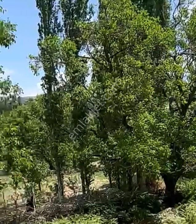 Balıkesir Burhaniye Avunduk Bölgesinde Satılık Yayla Bahçesi — fotoğraf 13