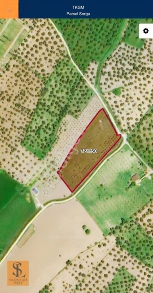 Ayvalık'ta Yola Cepheli 13.786 M² Tarla & Zeytinlik