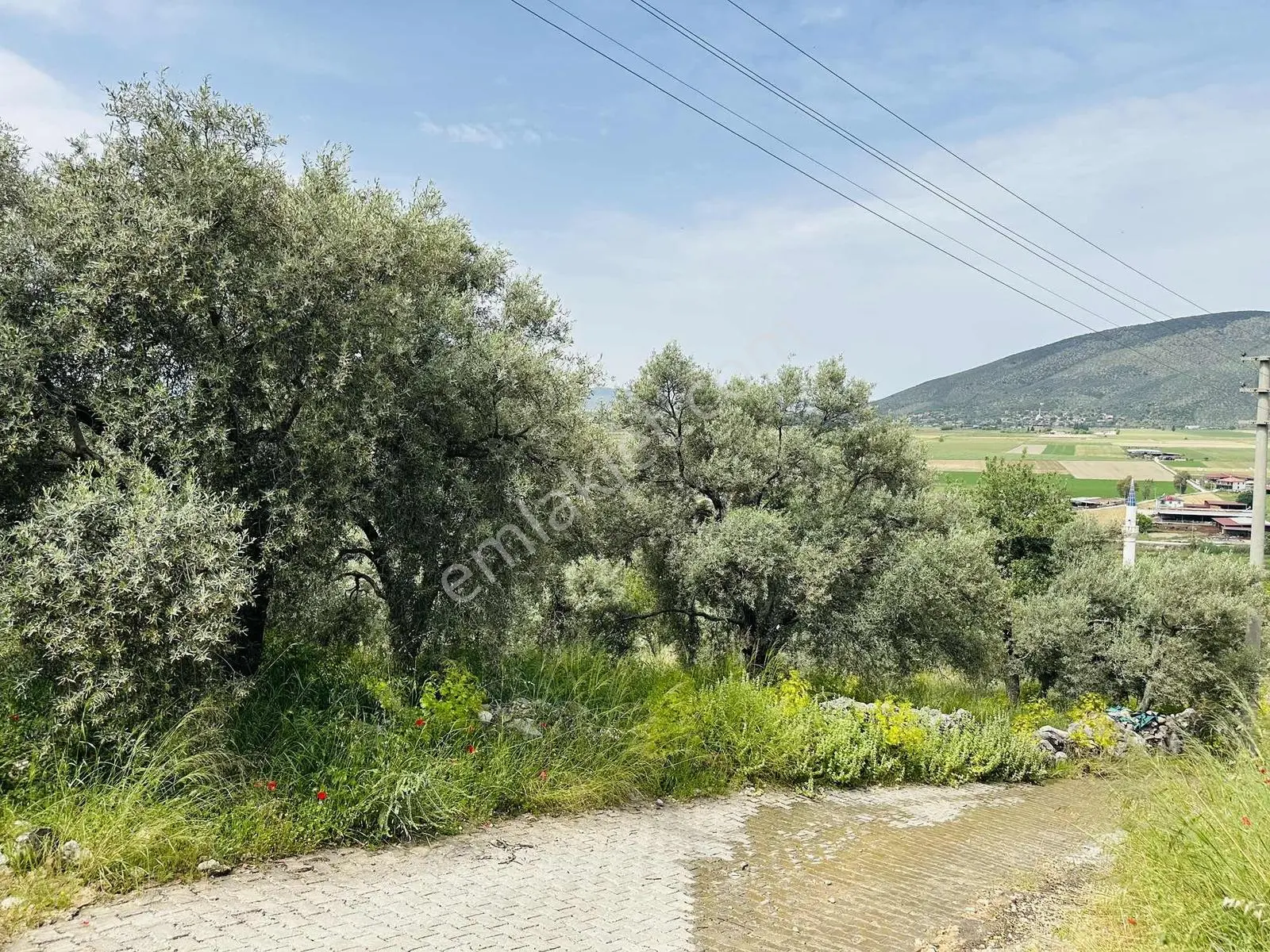 Milas Savran Mah. Köy Merkezinde Satılık Zeytinlik