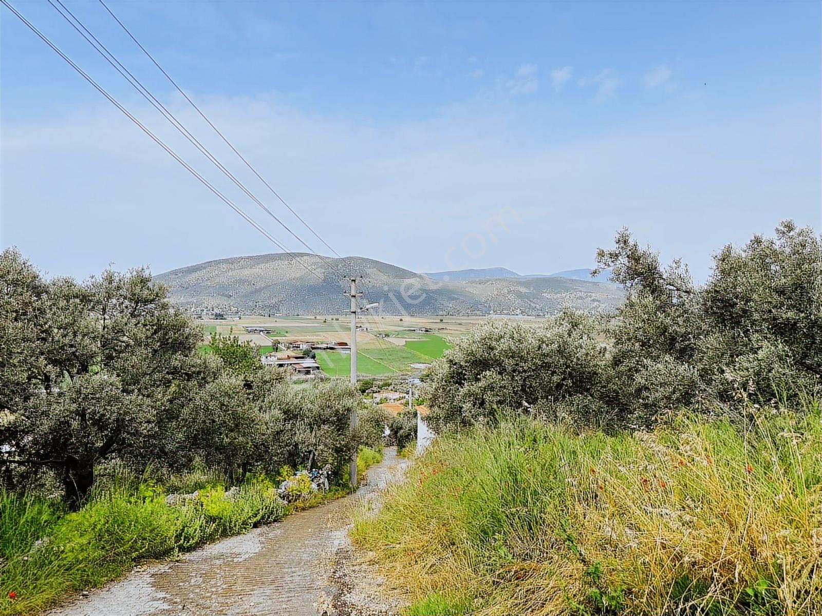 Milas Savran Mah. Köy Merkezinde Satılık Zeytinlik — fotoğraf 4