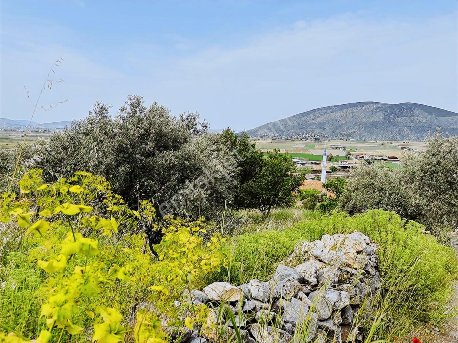 Milas Savran Mah. Köy Merkezinde Satılık Zeytinlik — fotoğraf 5