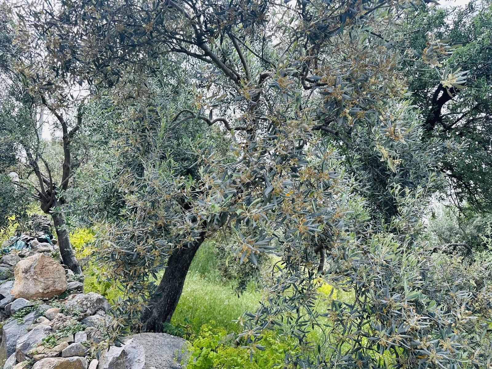 Milas Savran Mah. Köy Merkezinde Satılık Zeytinlik — fotoğraf 6